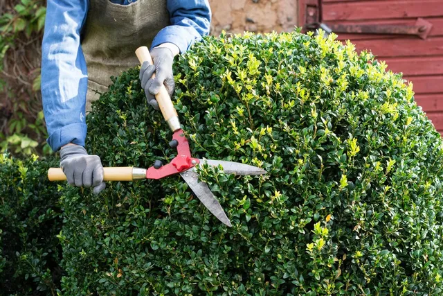 Shrub Trimming in Elkhart
